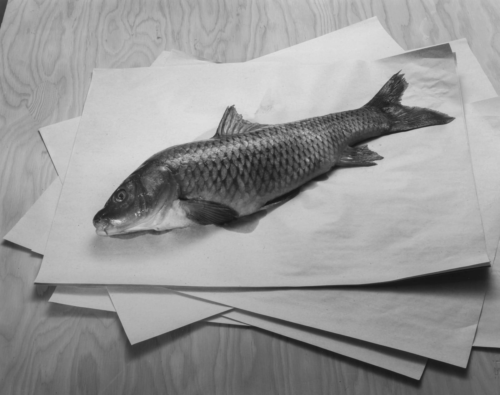 Jo Ann Callis, Fish on Paper, 1981-83 printed in 2025