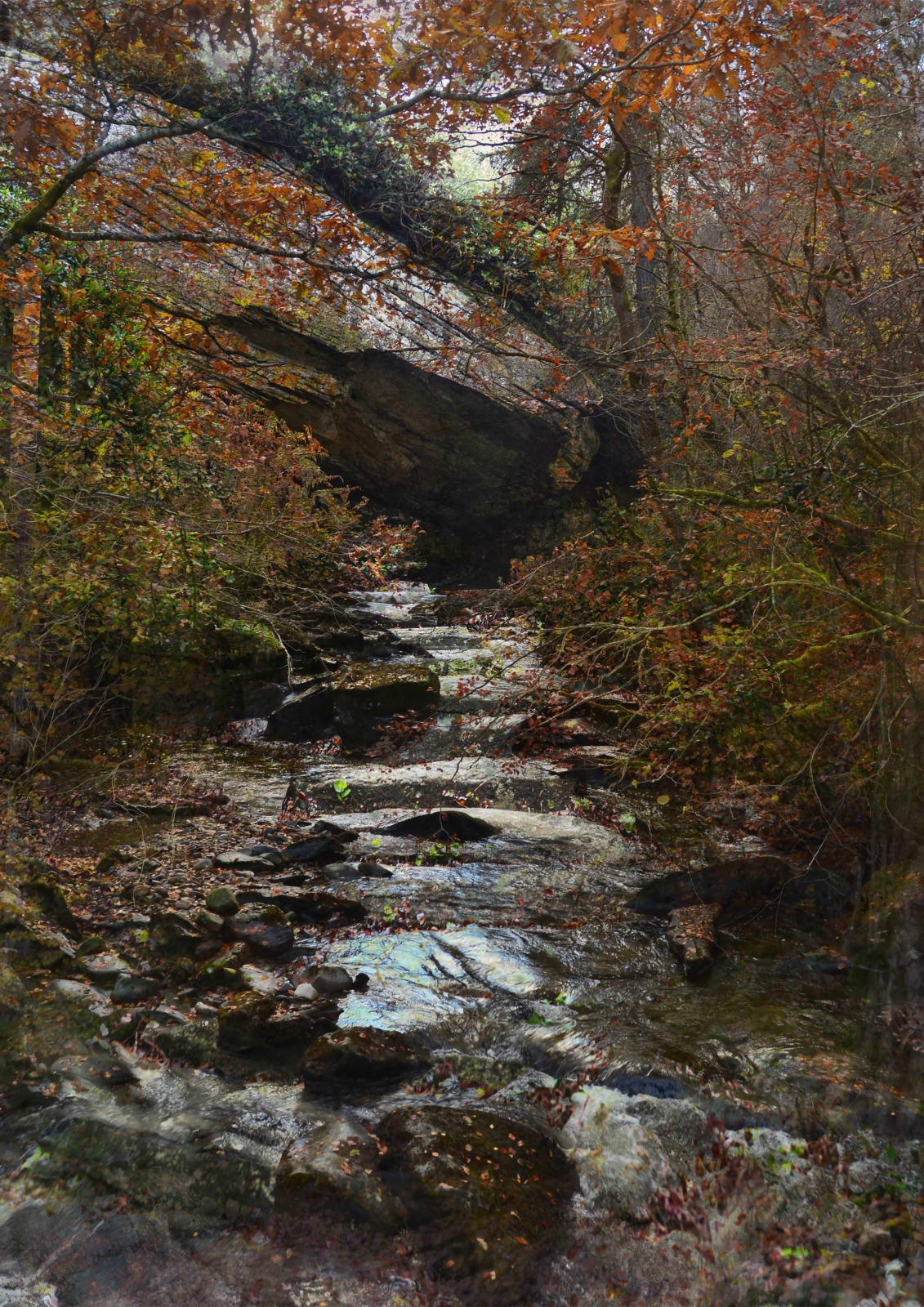 Samantha Burns, Overgrown Hollow, 2023