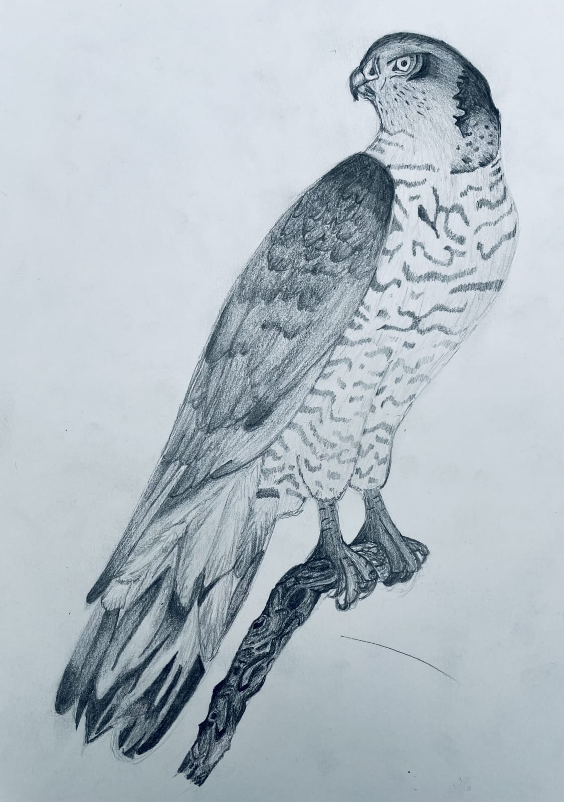 Olivier Mathis, Lomond School