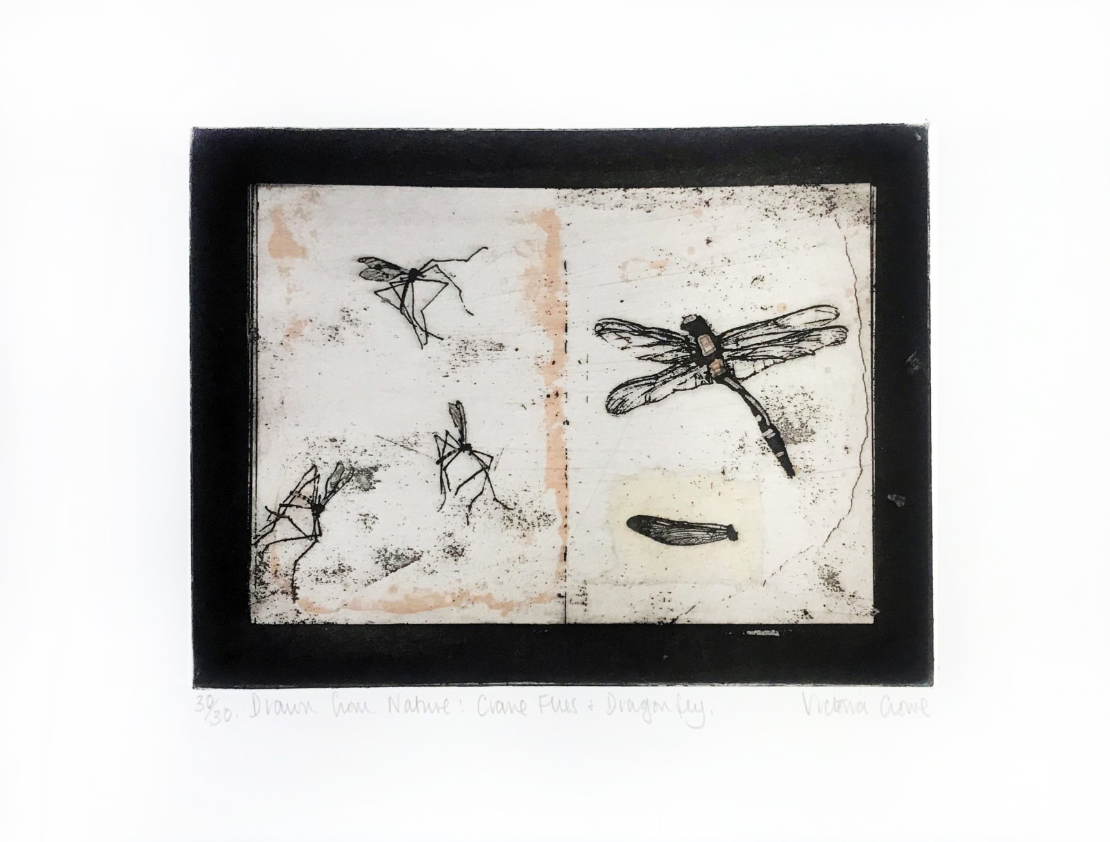 Victoria Crowe RSA, Drawn from Nature: Crane Flies and Dragonfly