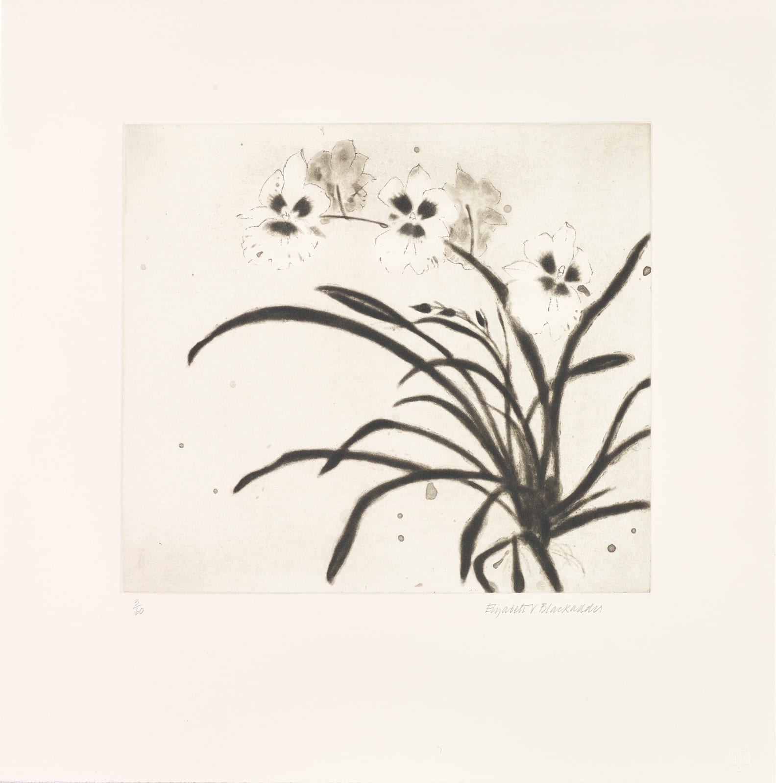Elizabeth Blackadder RSA, Orchid Miltonia II, 2000