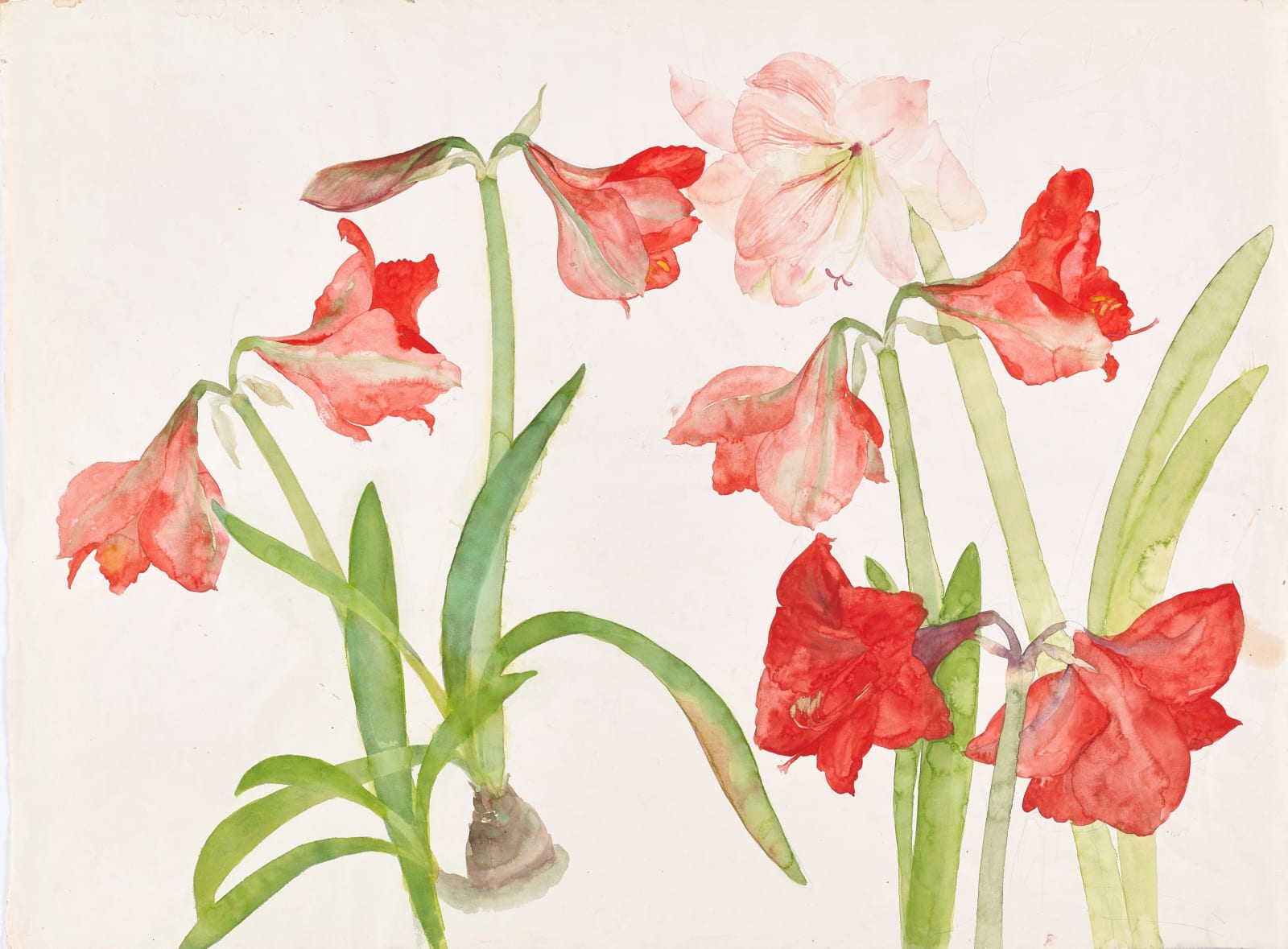 Elizabeth Blackadder RSA, Untitled (Pink and Red Amaryllis) | Royal ...