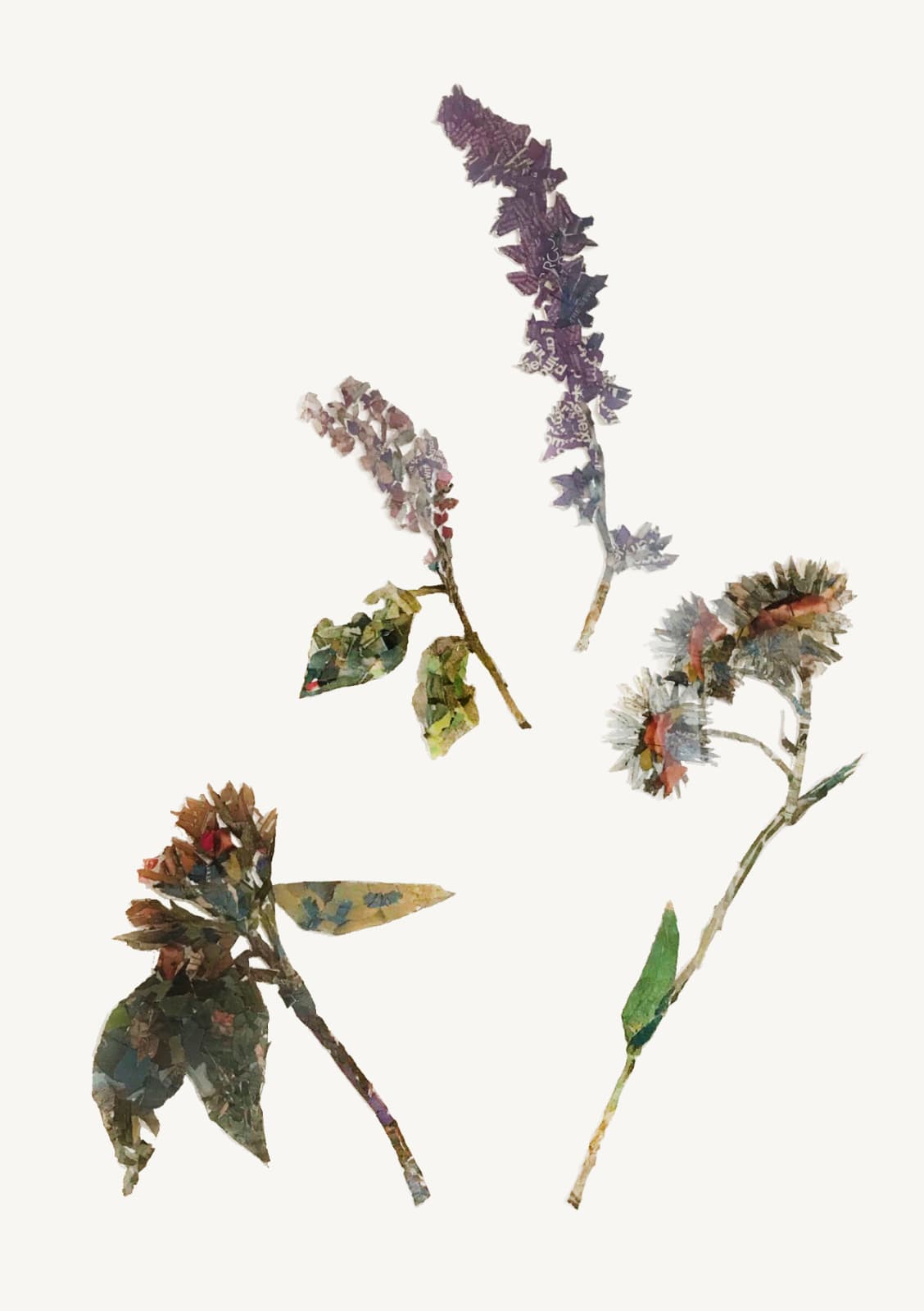 Janie Nicoll, Cornflowers - Yesterday's News, 2021