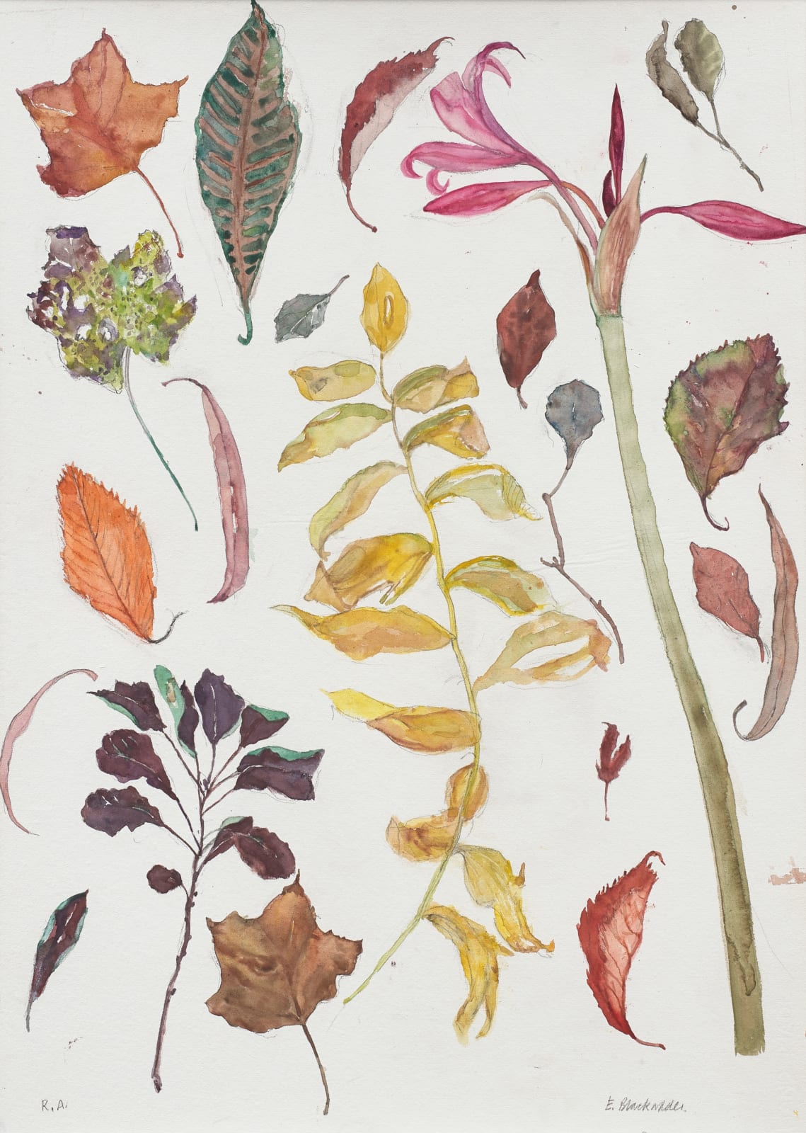 Elizabeth Blackadder RSA, Untitled (Amaryllis and Autumn Leaves), 2014