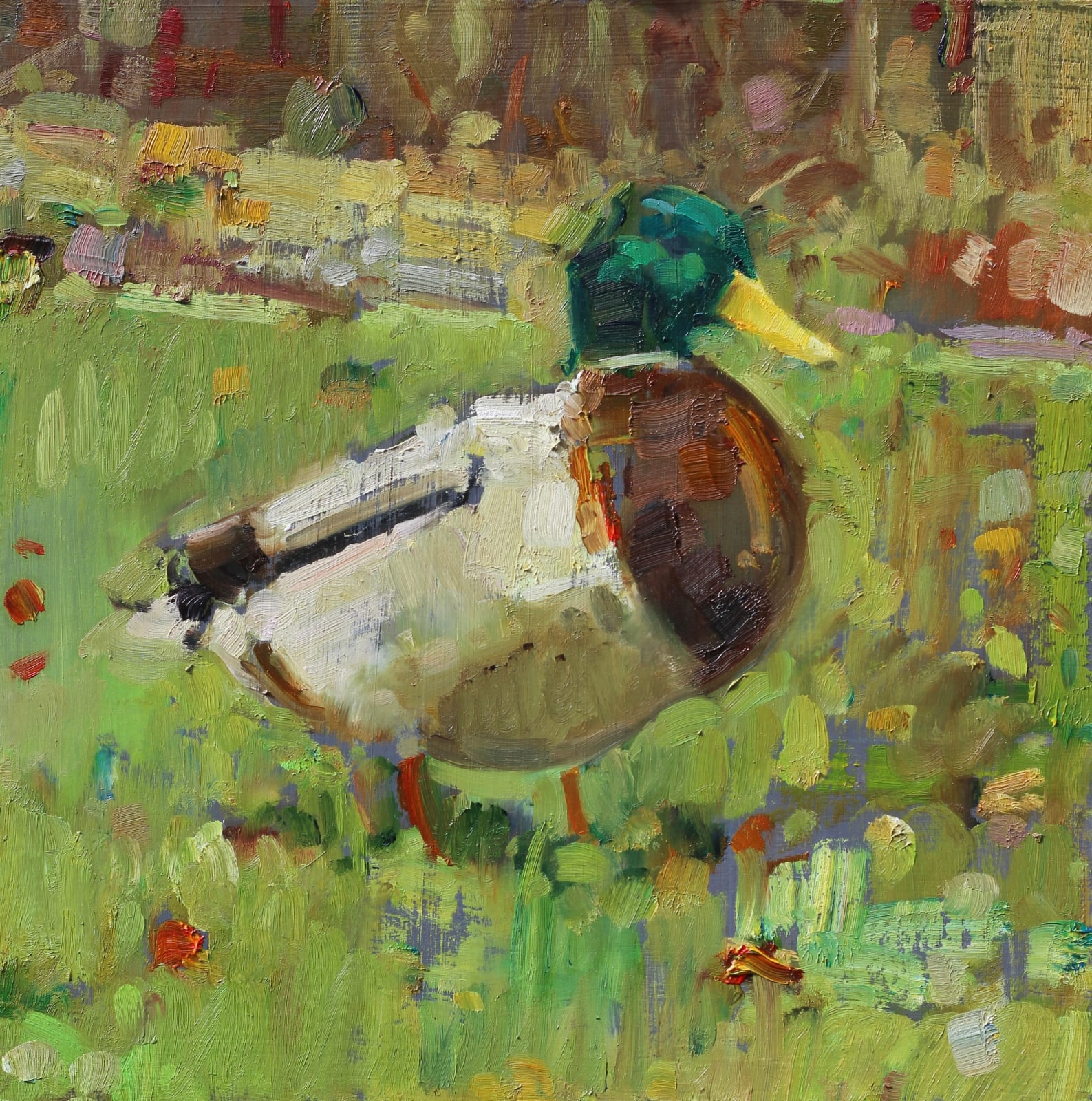 Martin Hill, Mallard