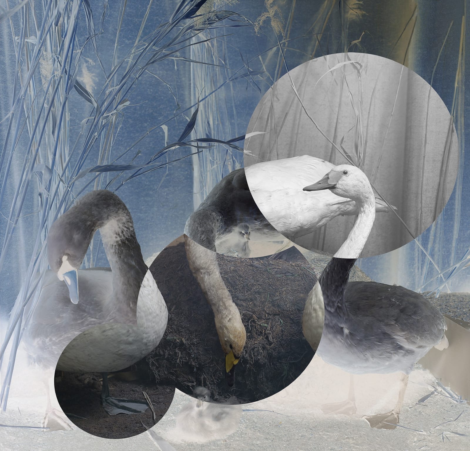 Wendy McMurdo RSA, Indeterminate Object (Swans), 2020