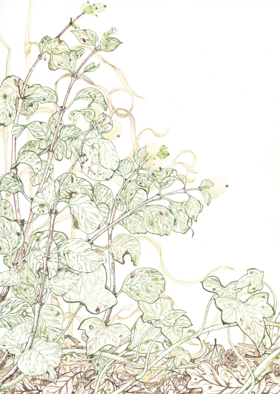 Jane Hyslop RSA (Elect), Winter Study I, Snowberry, 2021