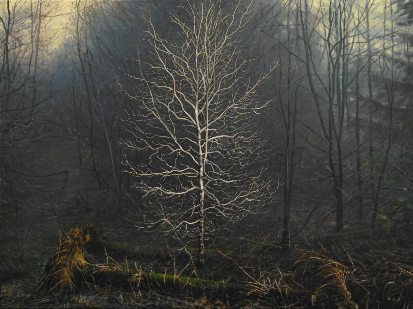 Philip Braham RSA, Winter Light in Torlum Wood, 2020