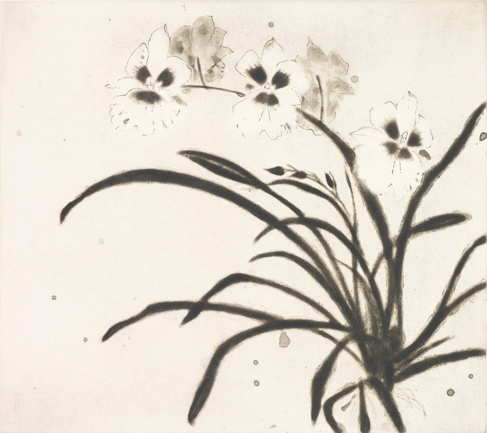 Elizabeth Blackadder RSA, Orchid Miltonia II, 2000