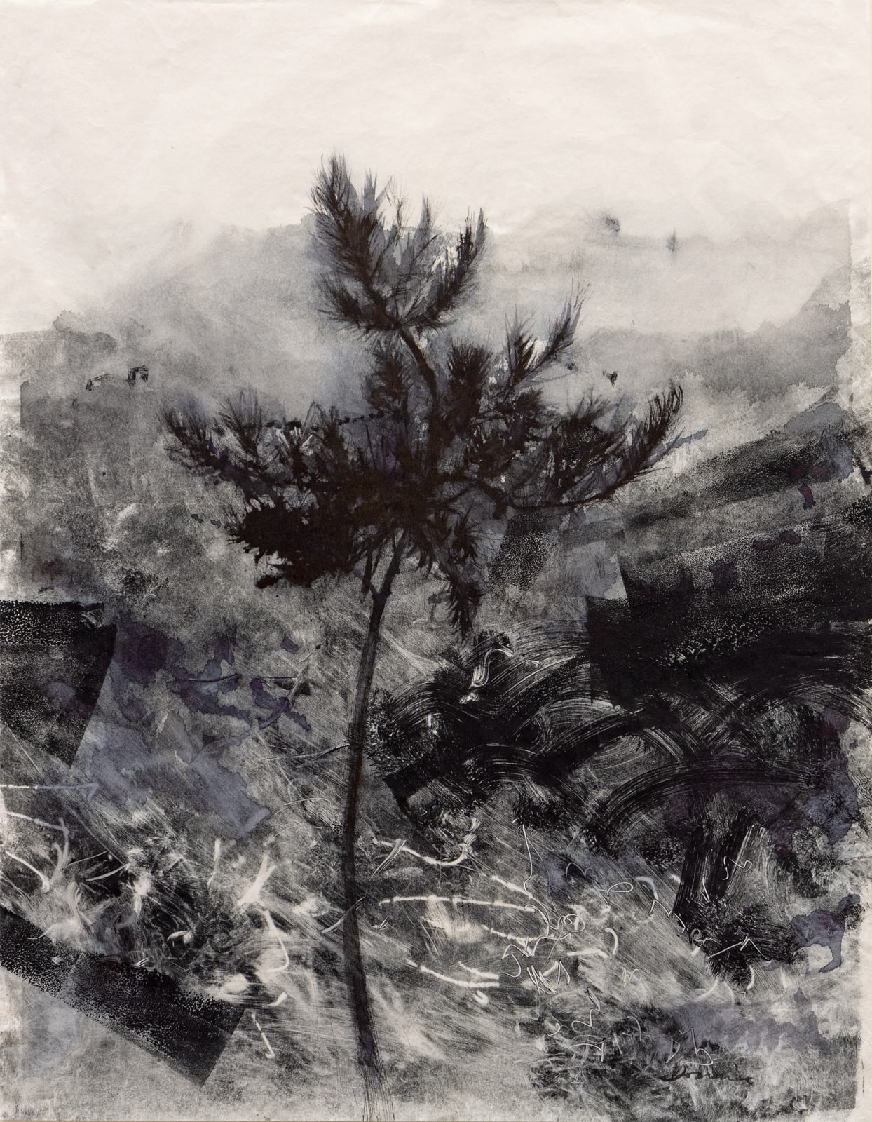 Kate Downie RSA, Young Mountain Pine, 2015