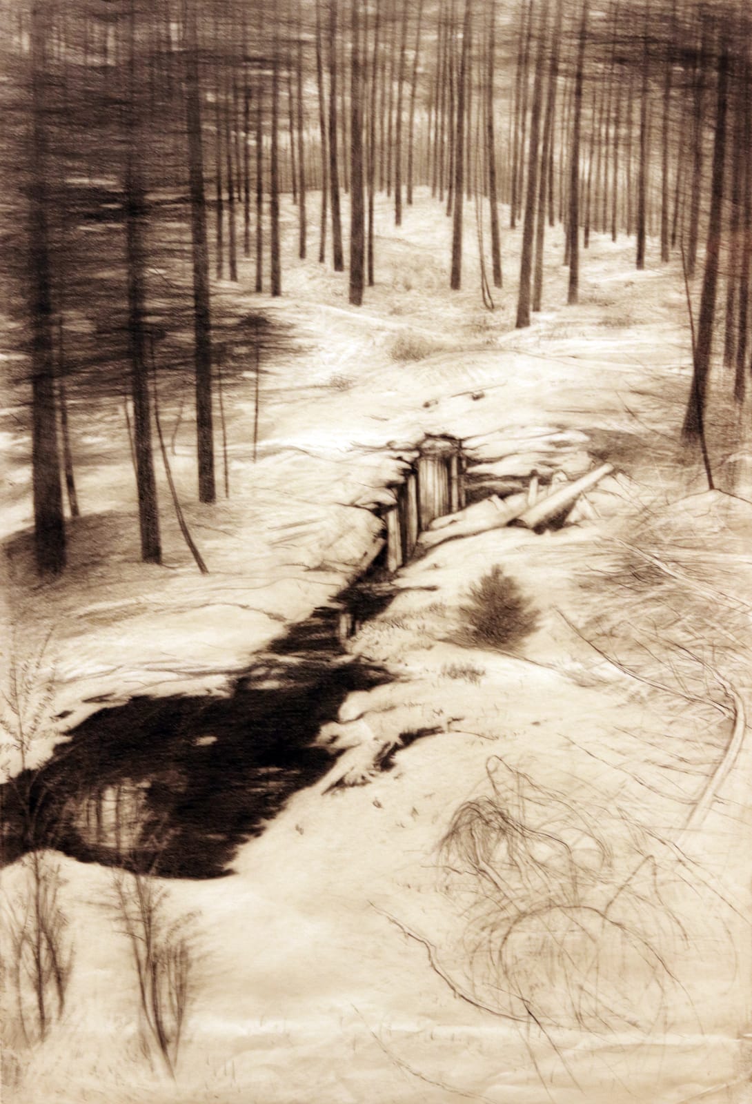 Frances Walker RSA, Winter in Achnasoul Wood, 2007