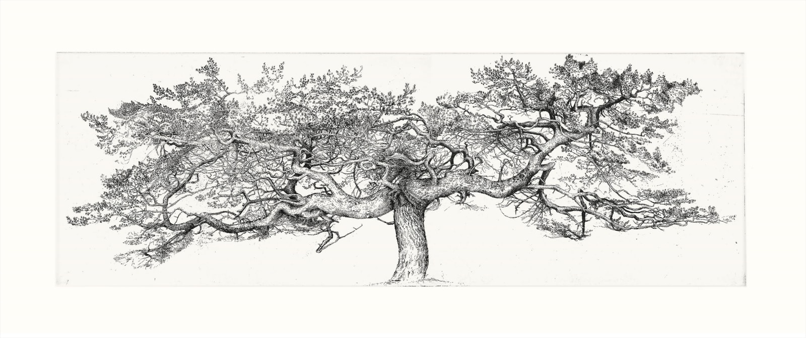 Ian Westacott, Alasdair's Pine, Ardshave