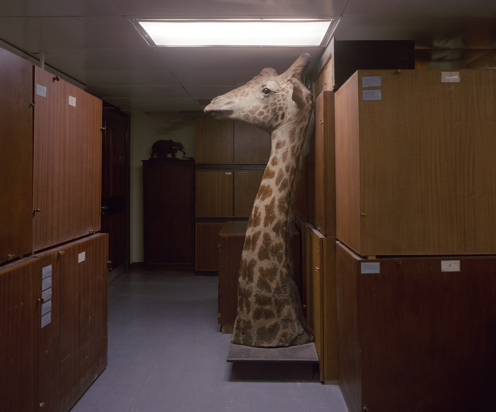 Wendy McMurdo RSA, Giraffe, Aberdeen