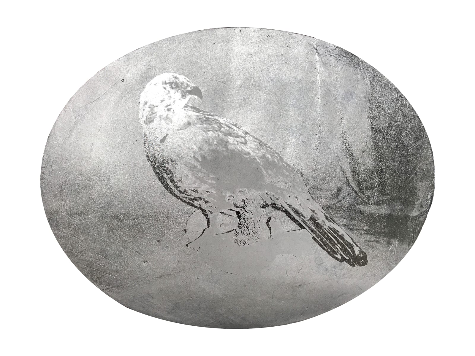 Jessica Harrison RSA, CAPERCAILLIE Cock Male Black Forest Game Bird Hunting Taxidermy, 2019