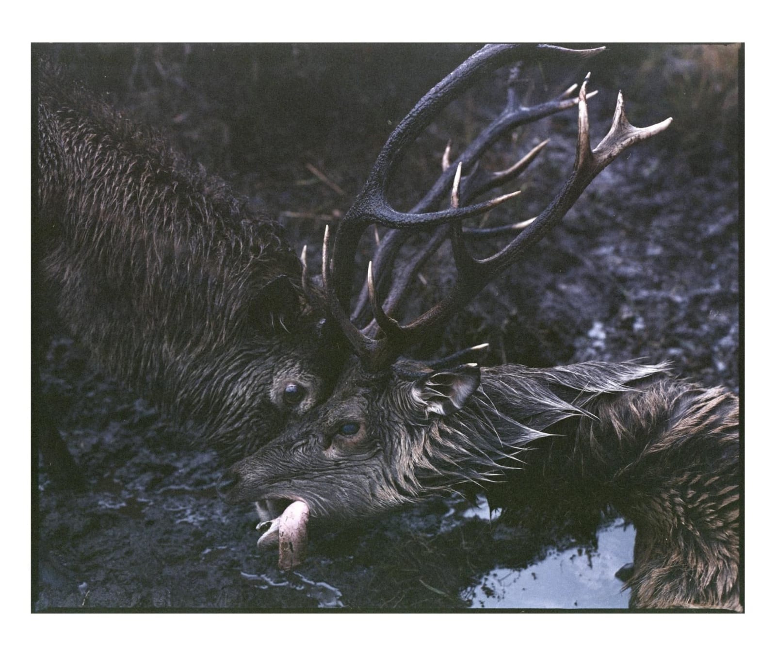 Innes MacLellan, Deadlocked, 2024