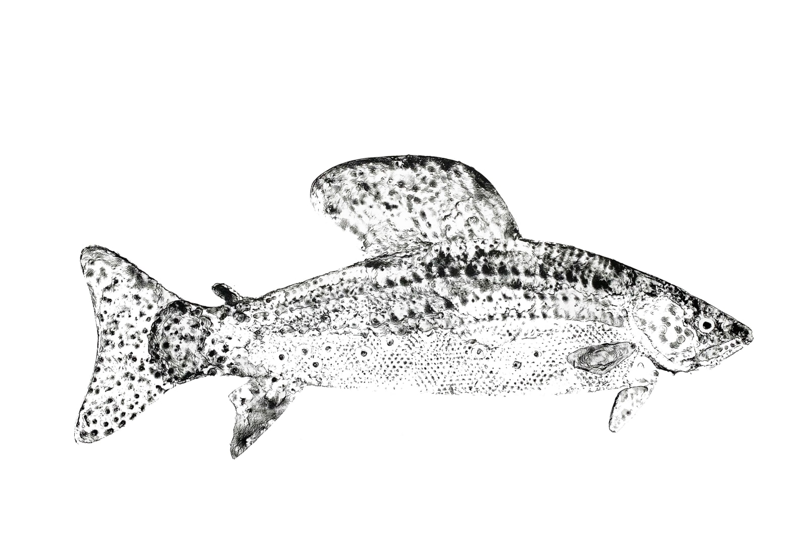 Stuart Mackenzie RSA, Species: Grayling