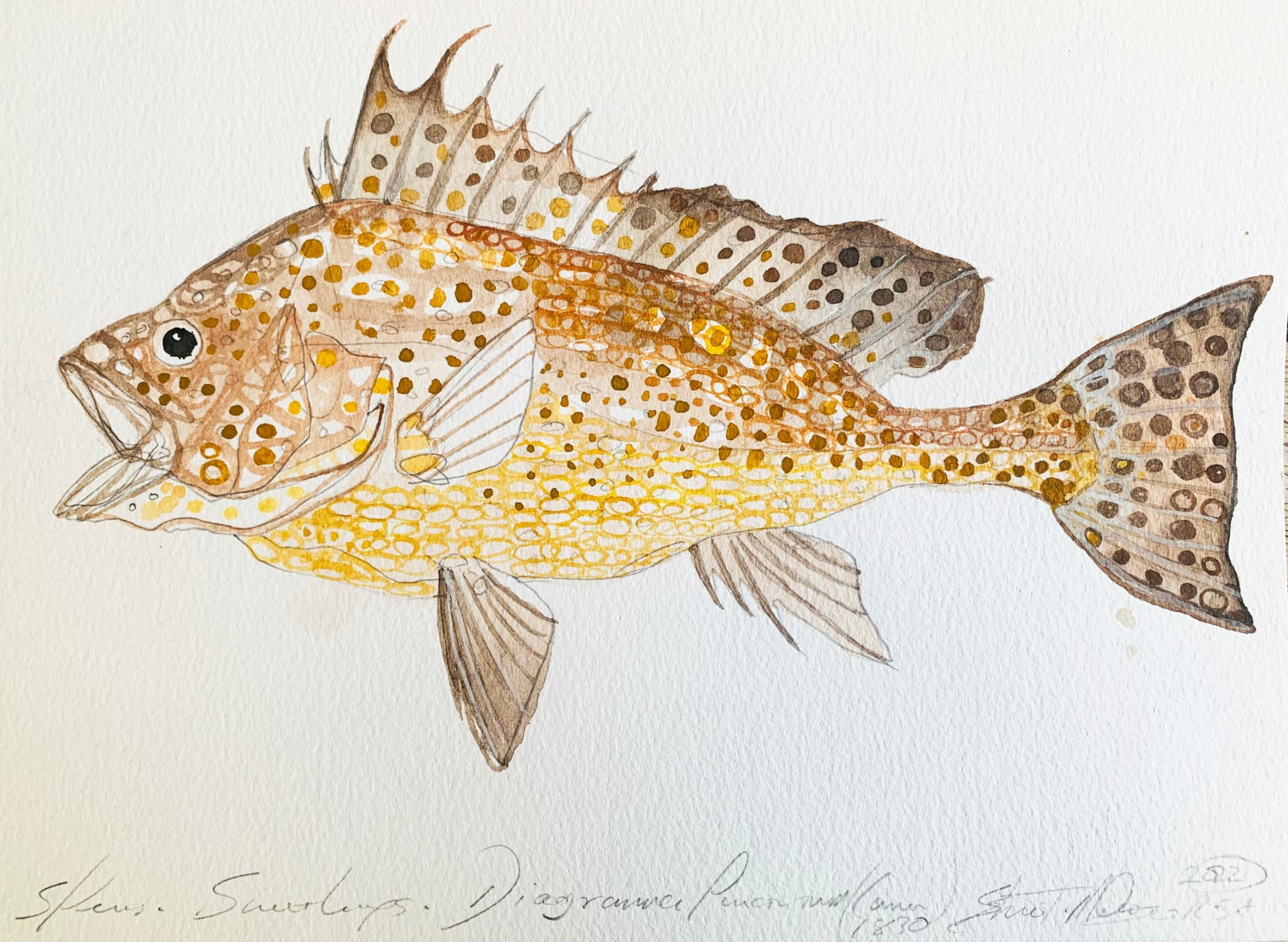 Stuart Mackenzie RSA, Species Morphology, after Kawahara Keiga (Tojoske) (1786-after 1859): Sweetlips