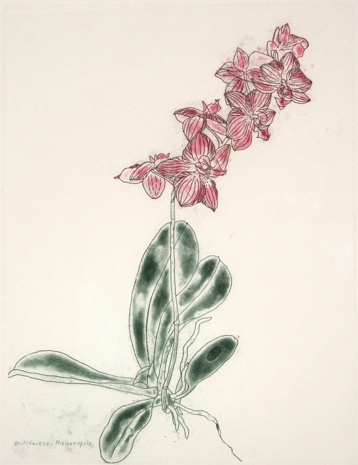 Elizabeth Blackadder RSA, Orchidacaeae - Phalaenopsis, 1987