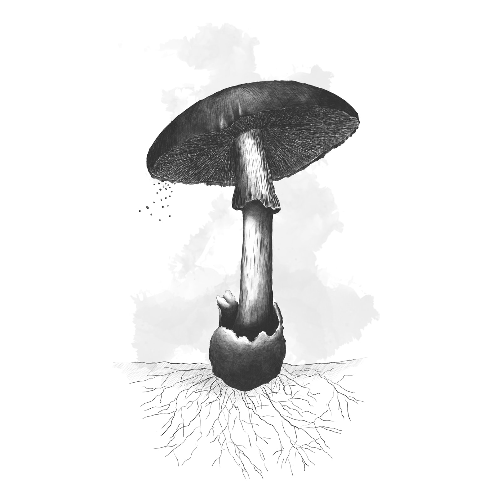Alexandra Adams and Euan Campbell, Mushroom, 2020