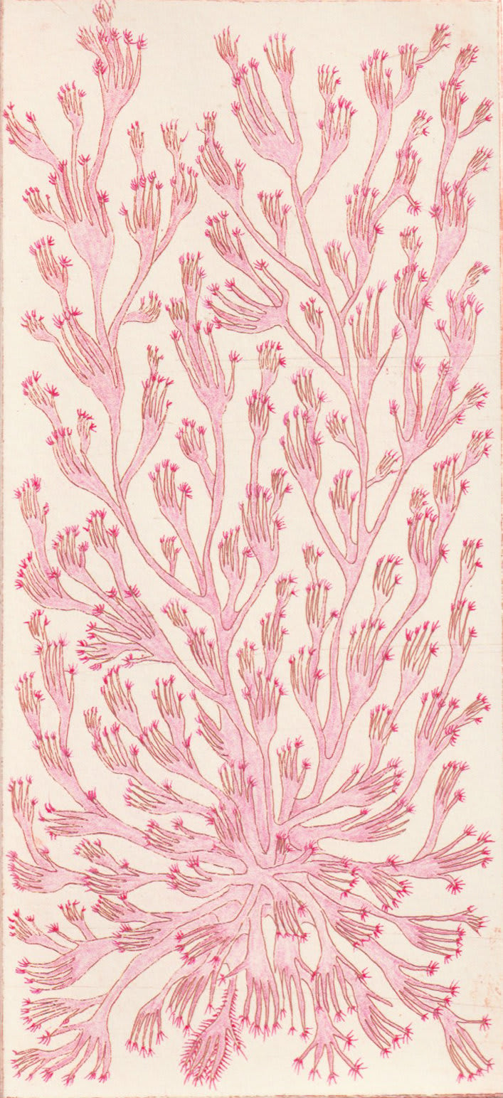 Flore Gardner, Sprouting Fingers, 2020