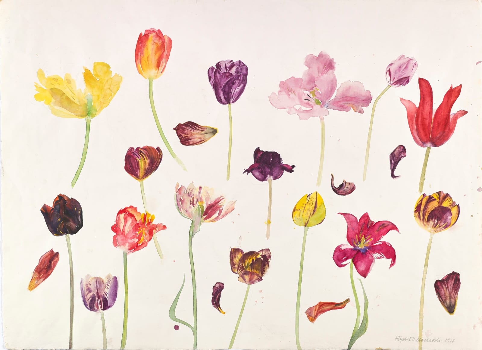 Elizabeth Blackadder RSA, Tulips, 1978