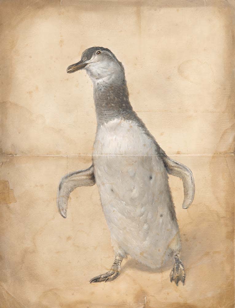 Derrick Guild RSA, Magellanic Penguin, 2016