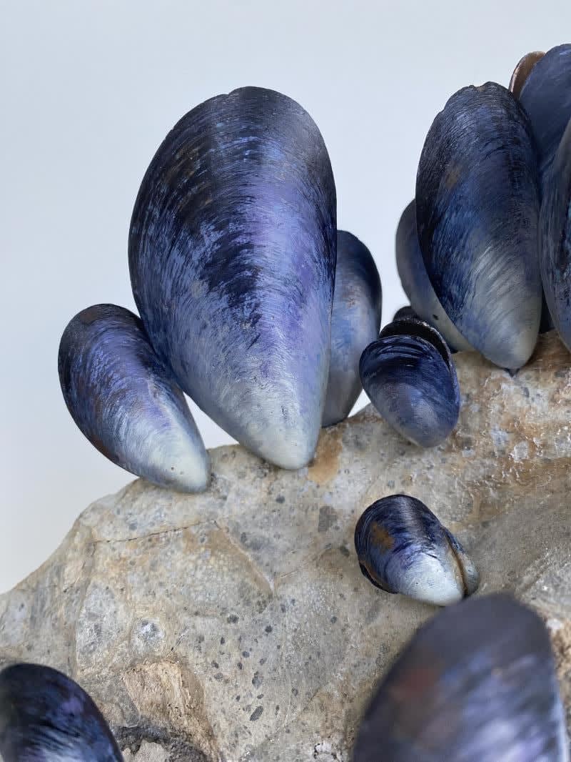 Lucy Gray, We All Cling To The Same Rock, 2025