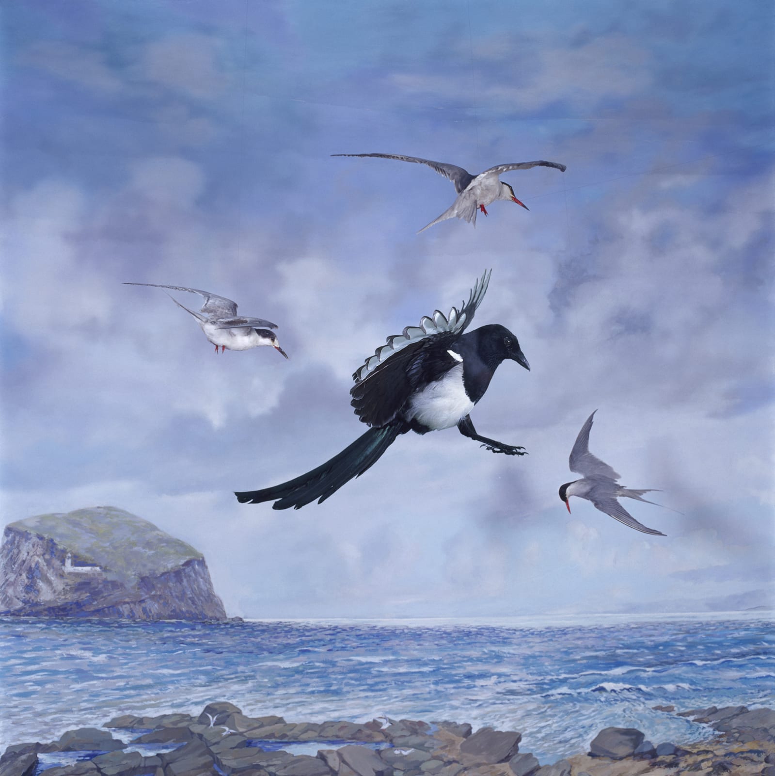 Wendy McMurdo RSA, Magpie (Pica pica)