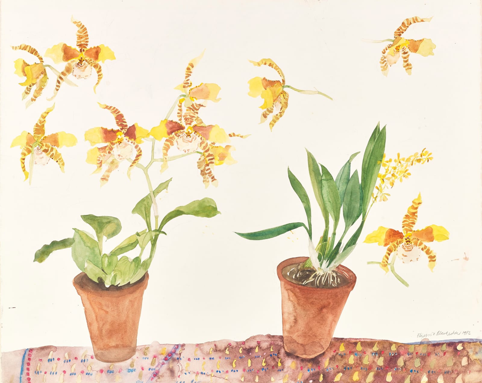Elizabeth Blackadder RSA, Potted Orchids, 1982