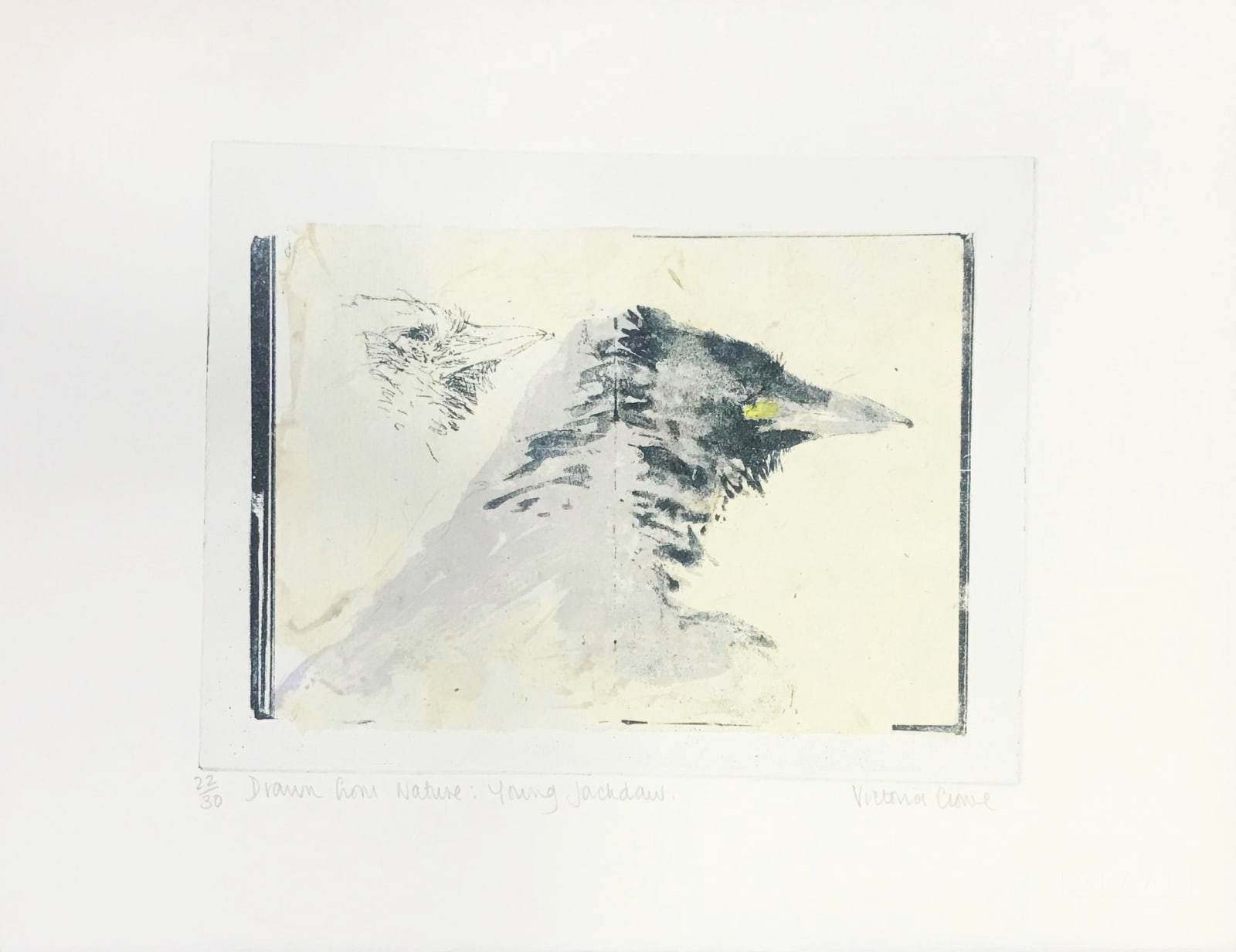 Victoria Crowe RSA, Drawn from Nature: Young Jackdaw