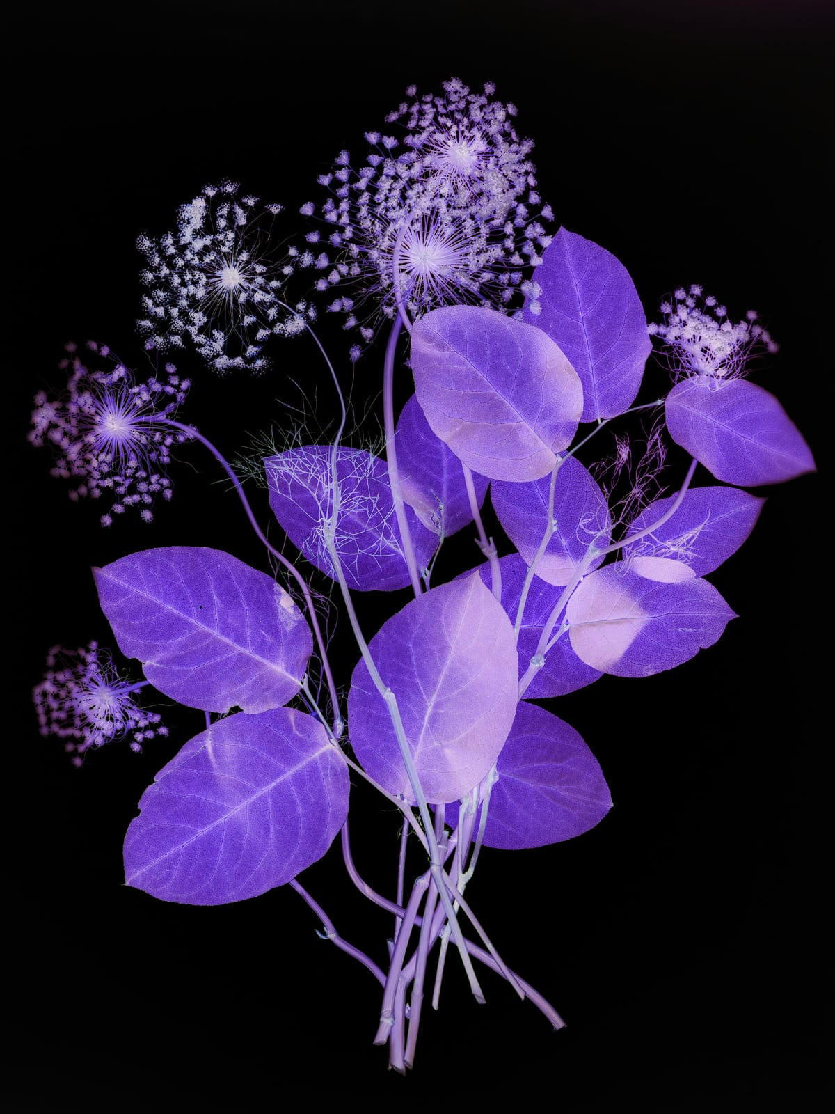 Wendy McMurdo RSA, Ammi (I), 2023