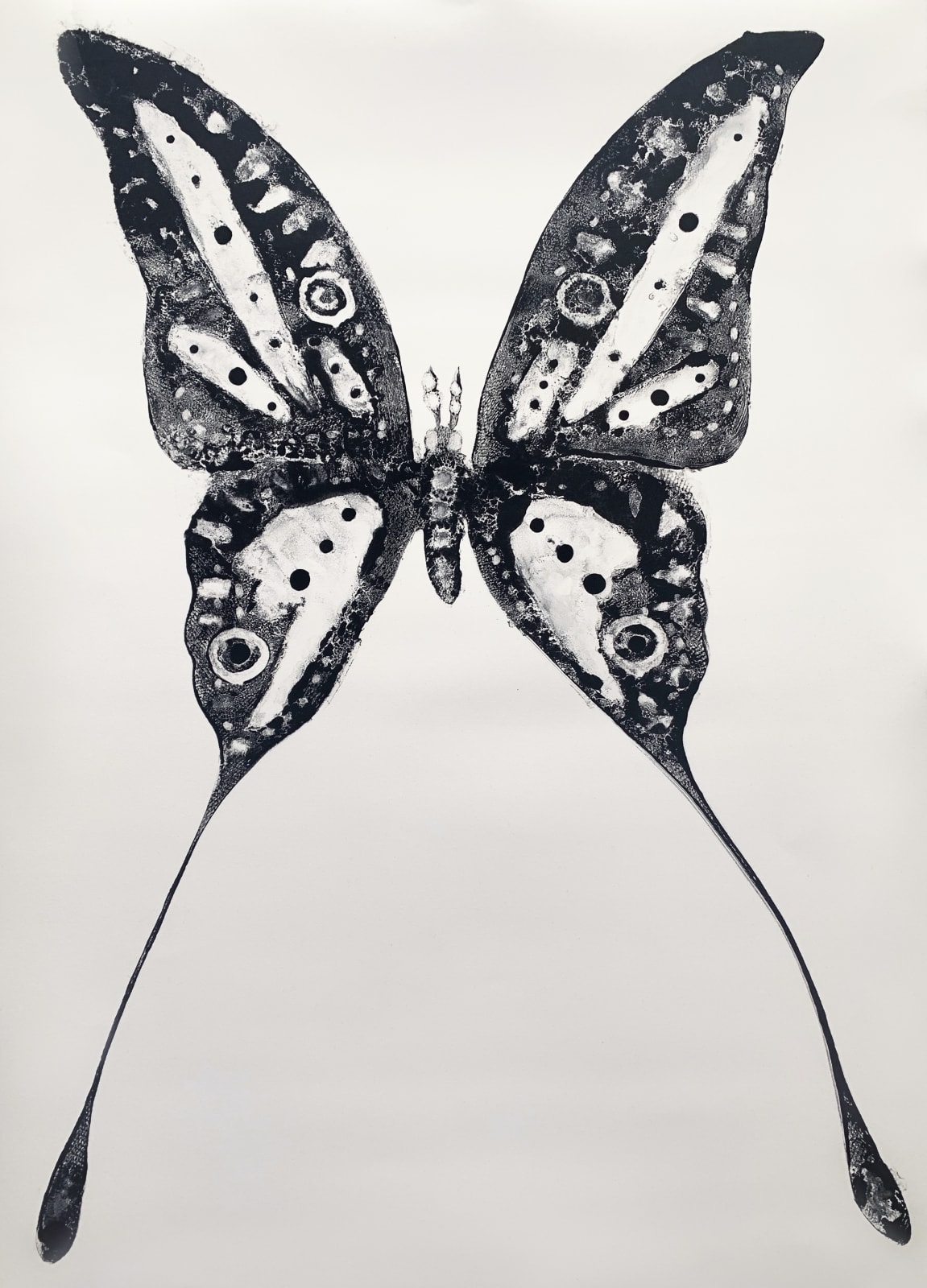 Stuart MacKenzie RSA, Species Morphology: Comet Moth Swallowtail Hybrid 7