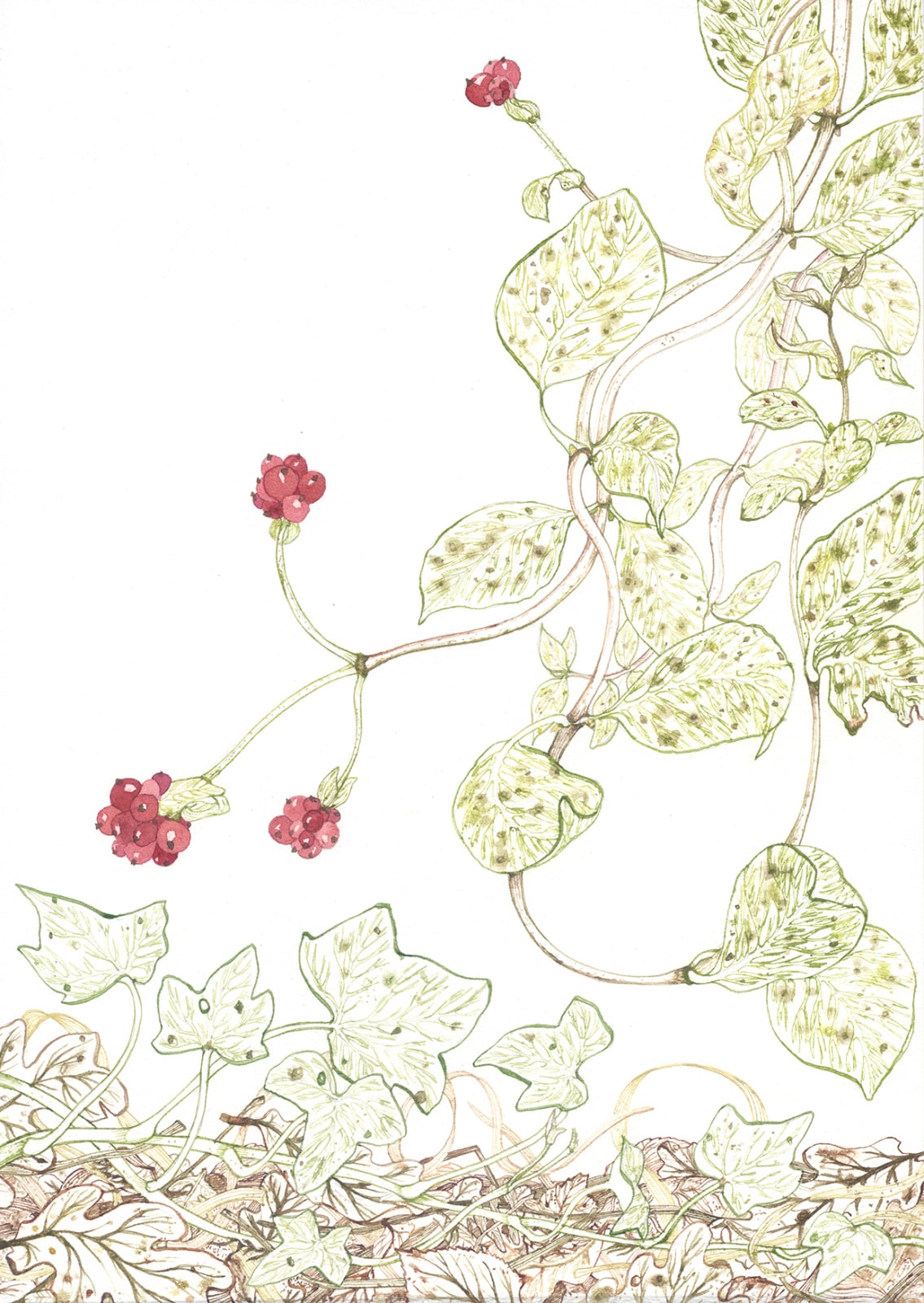 Jane Hyslop RSA (Elect), Winter Study II, Honeysuckle, 2021