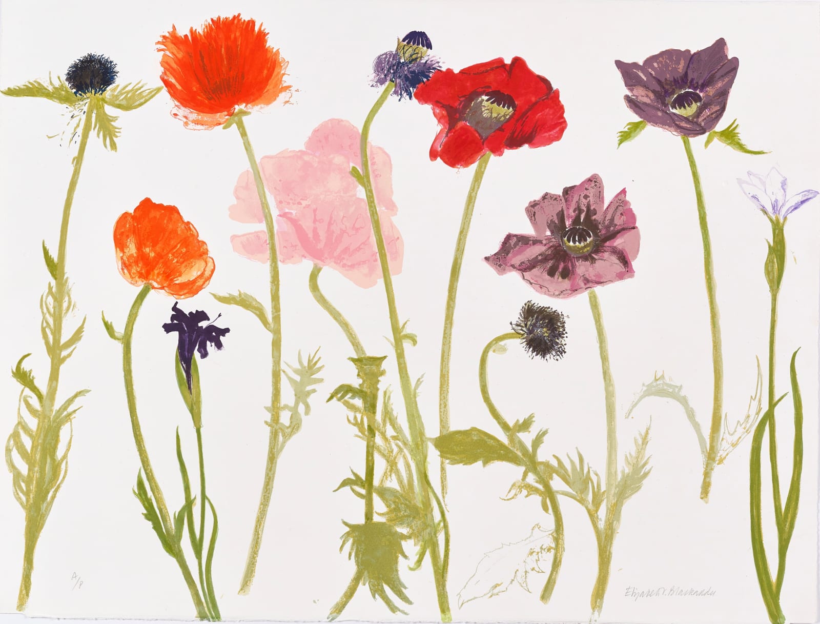 Elizabeth Blackadder RSA, Oriental Poppies, 2010