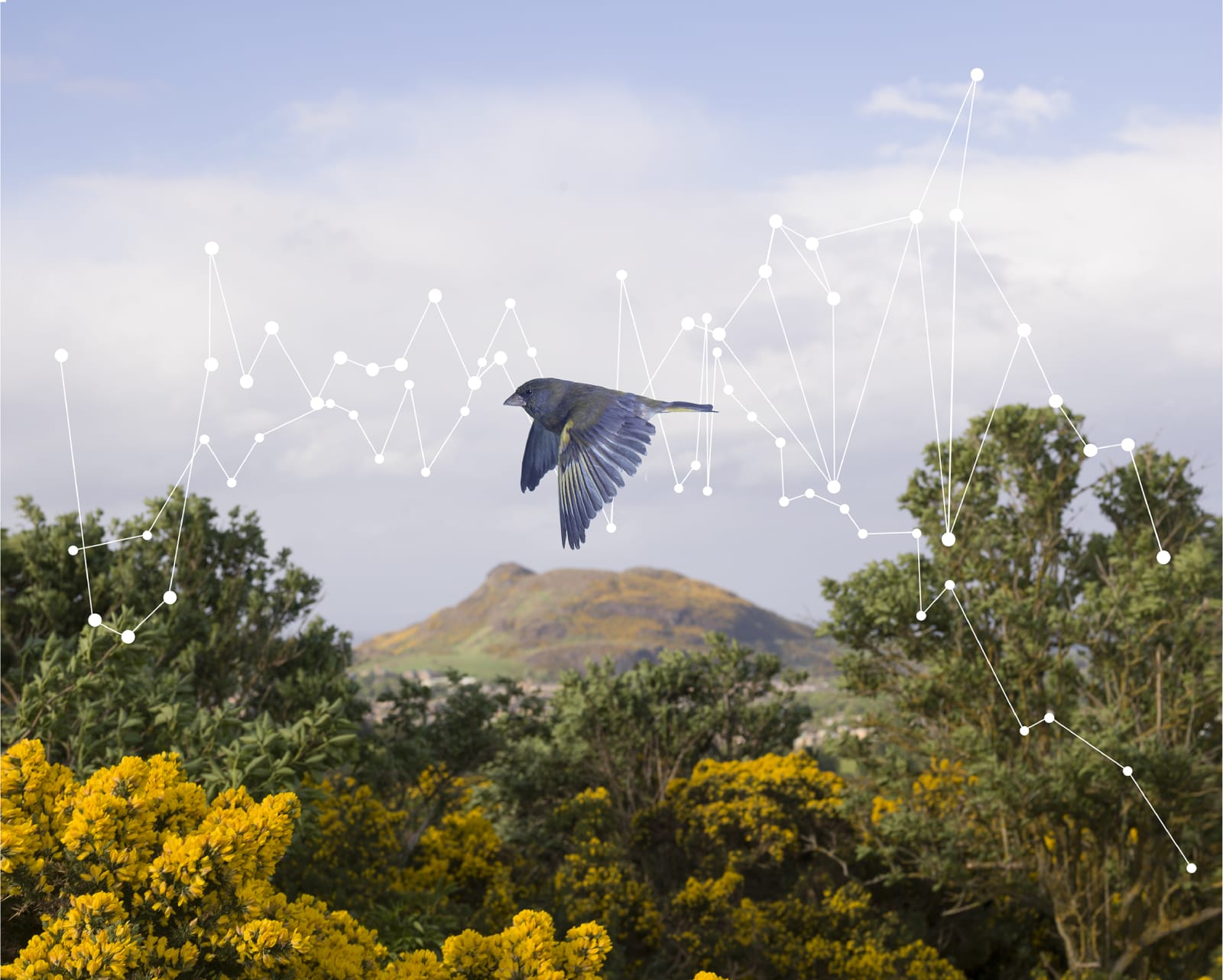 Wendy McMurdo RSA, Bird Populations (i), 2020