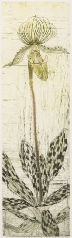 Elizabeth Blackadder RSA, Orchid Paphiopedilum, 2000