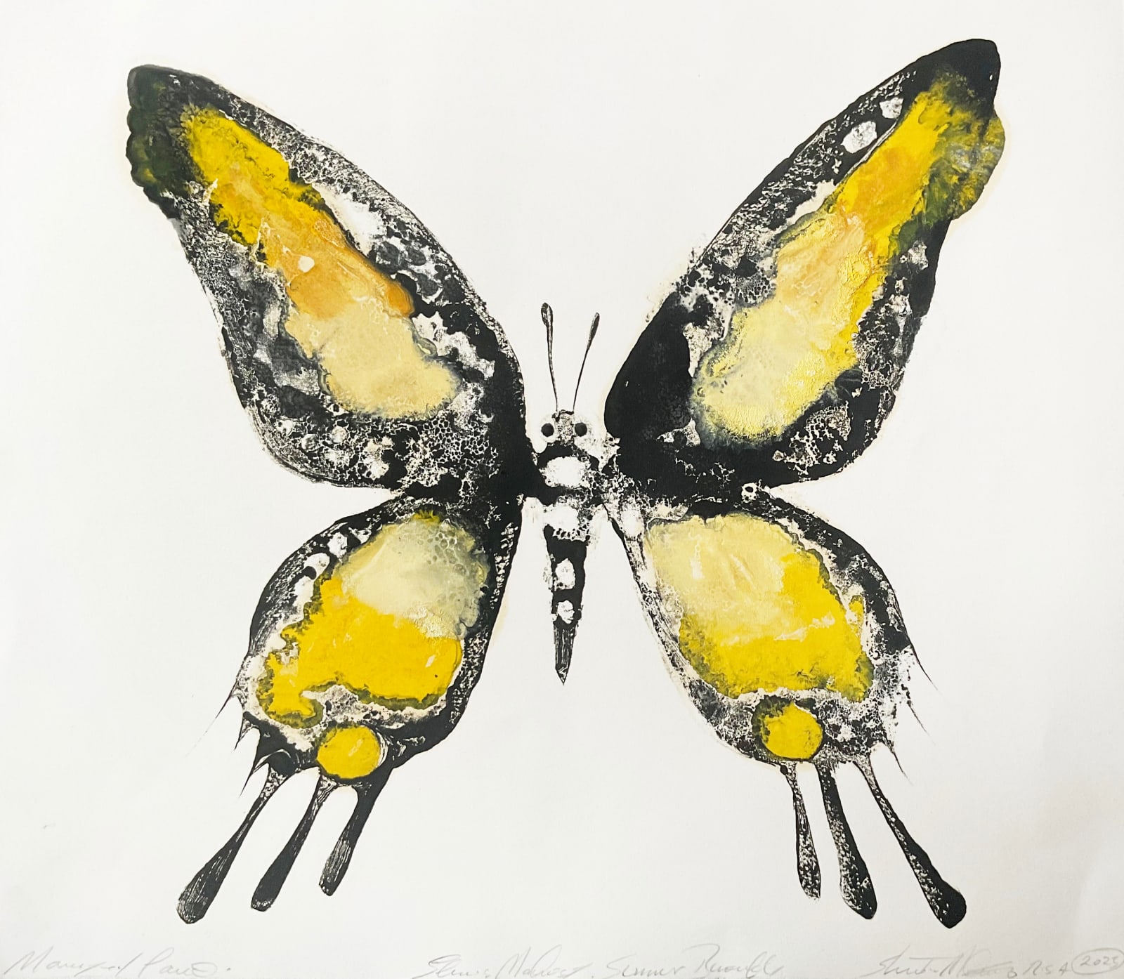 Stuart Mackenzie RSA, Species Morphology Summer Butterfly 2, 2025