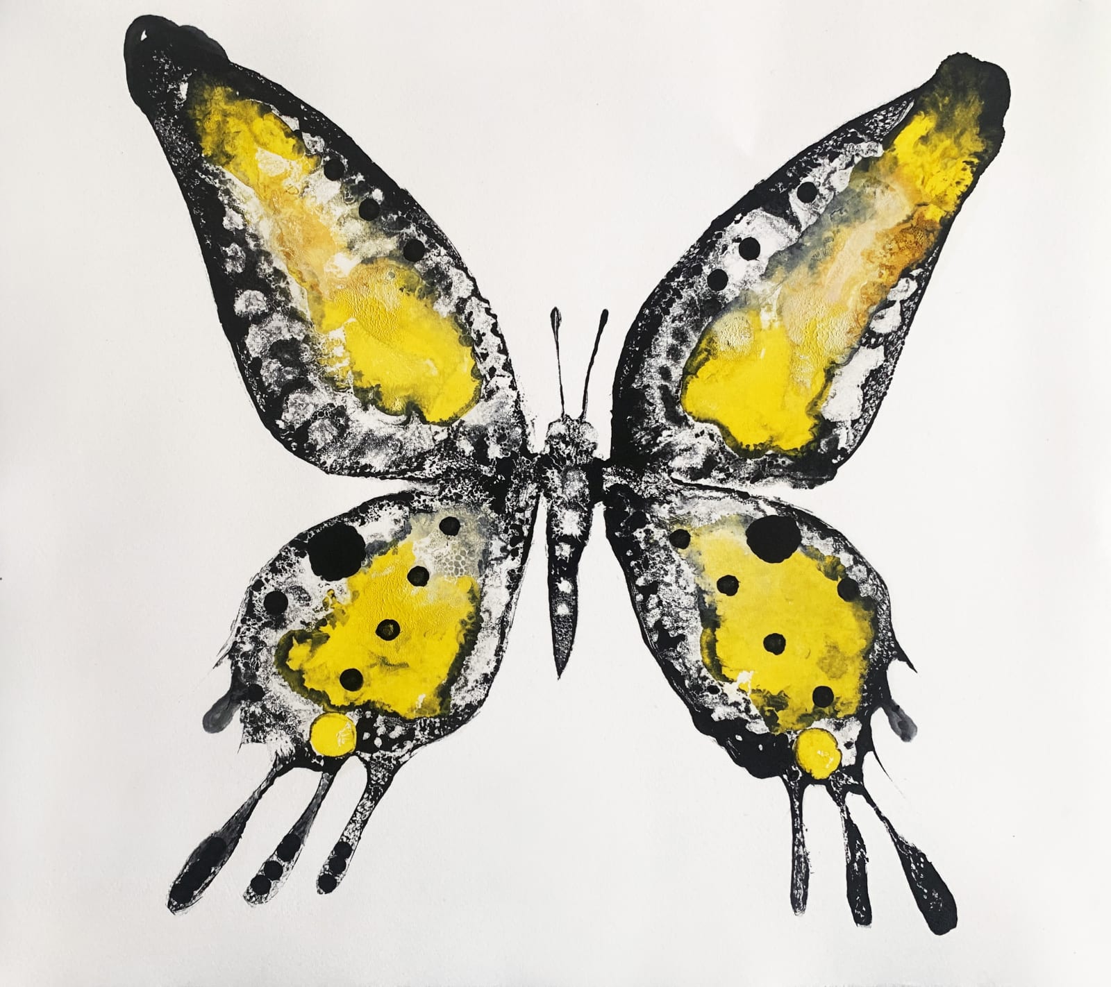 Stuart MacKenzie RSA, Species Morphology: Swallowtail Hybrid 1