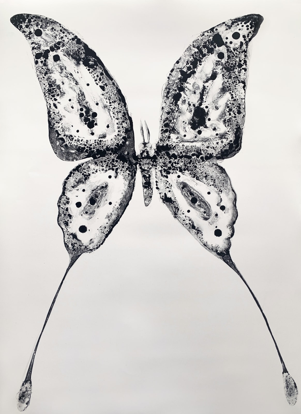 Stuart MacKenzie RSA, Species Morphology: Comet Moth Swallowtail Hybrid ...