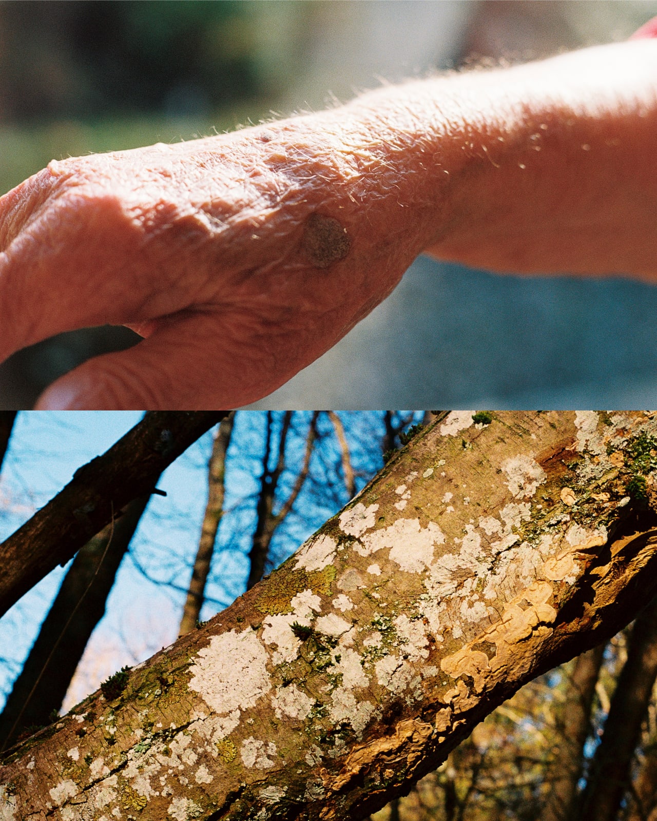 Corrie Jennison, Sun Spots, 2024