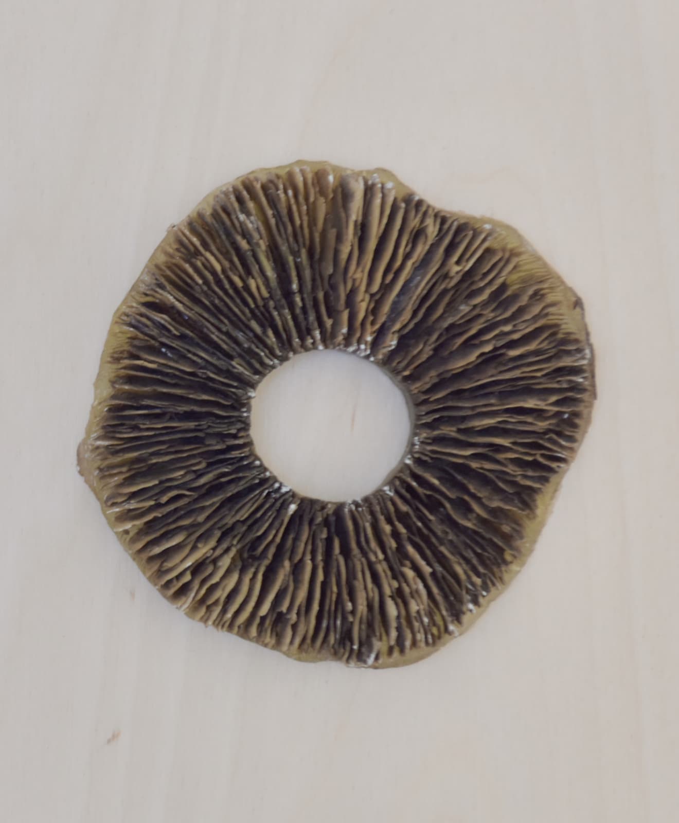 Alexandra Adams and Euan Campbell, Mushroom Cast, 2020