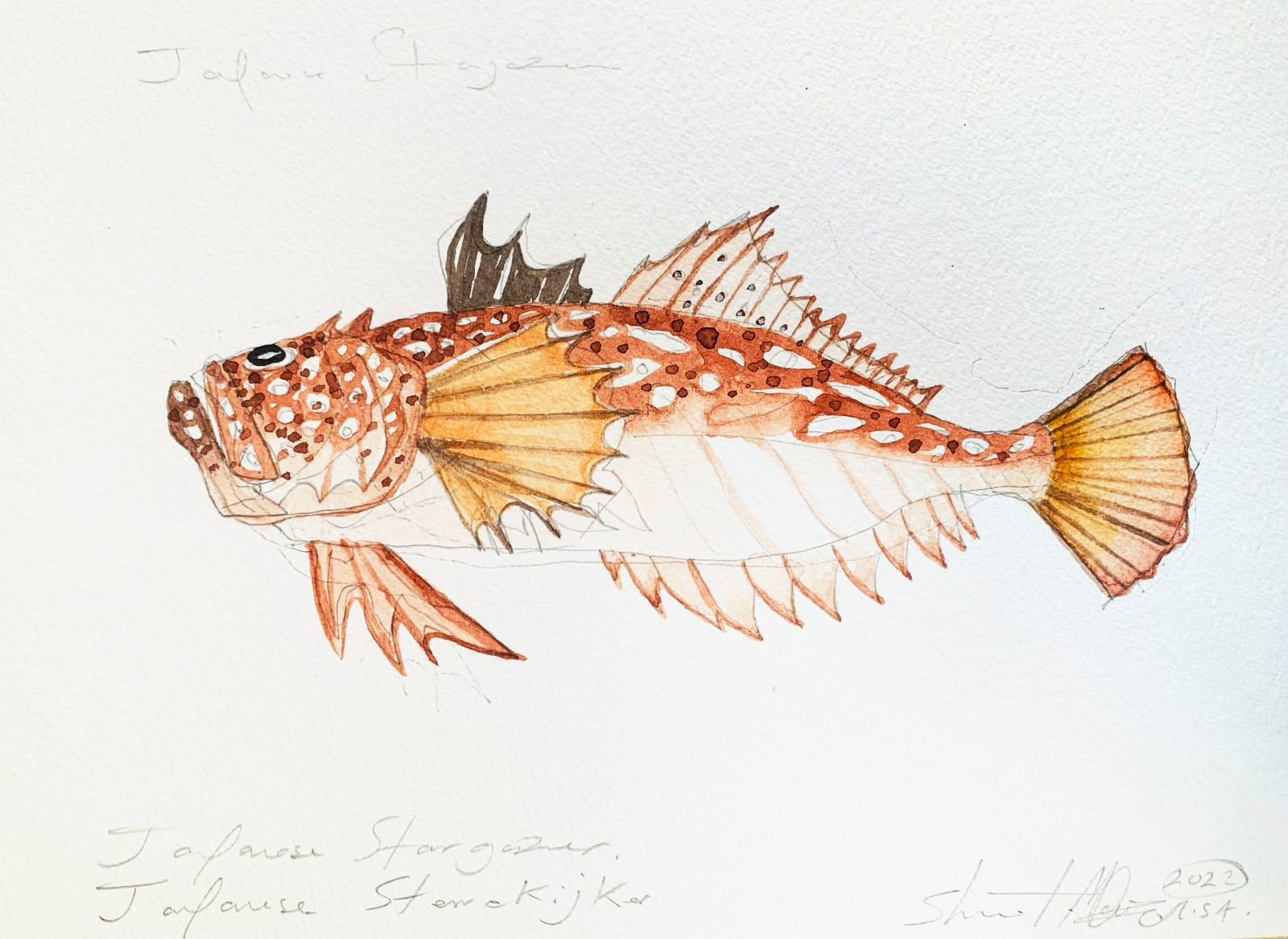 Stuart MacKenzie RSA, Species Morphology, after Kawahara Keiga (Tojoske) (1786-after 1859): Japanese Stargazer