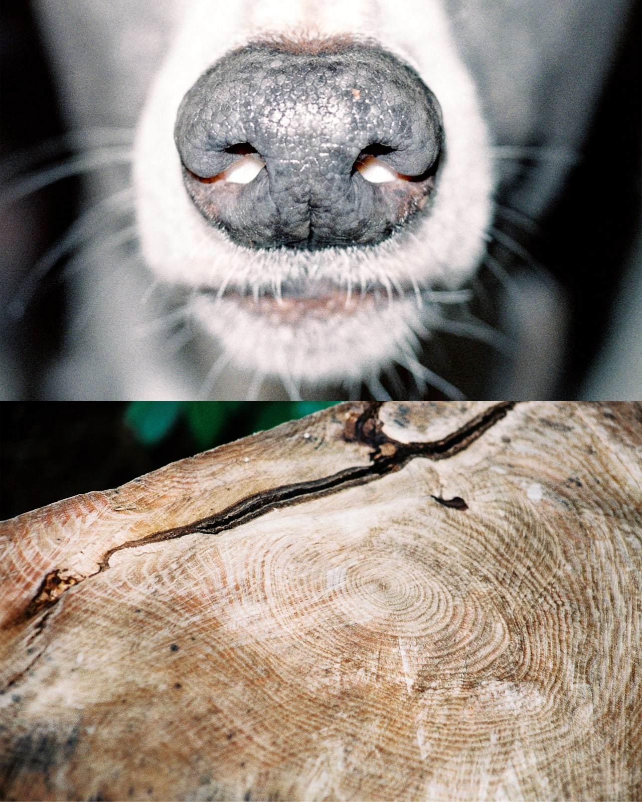 Corrie Jennison, Nose Print, 2024