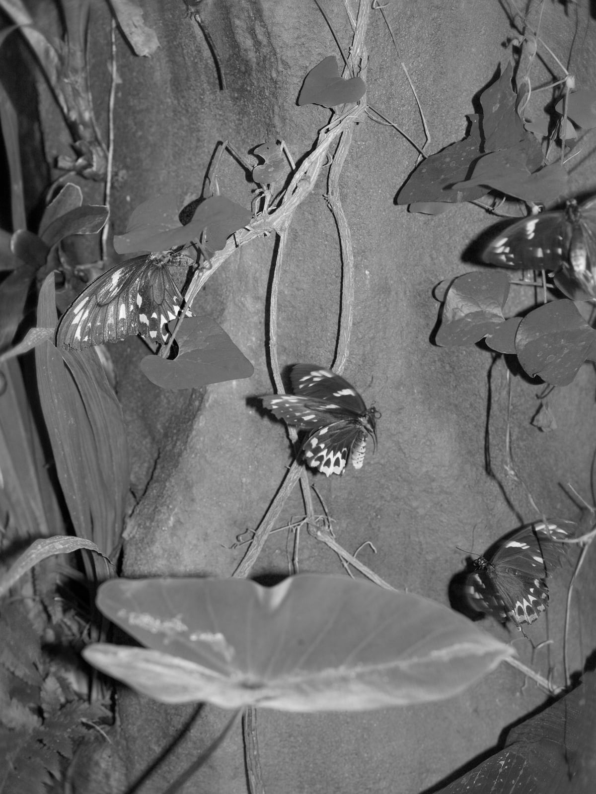 Wendy McMurdo RSA, Garden study (ii)