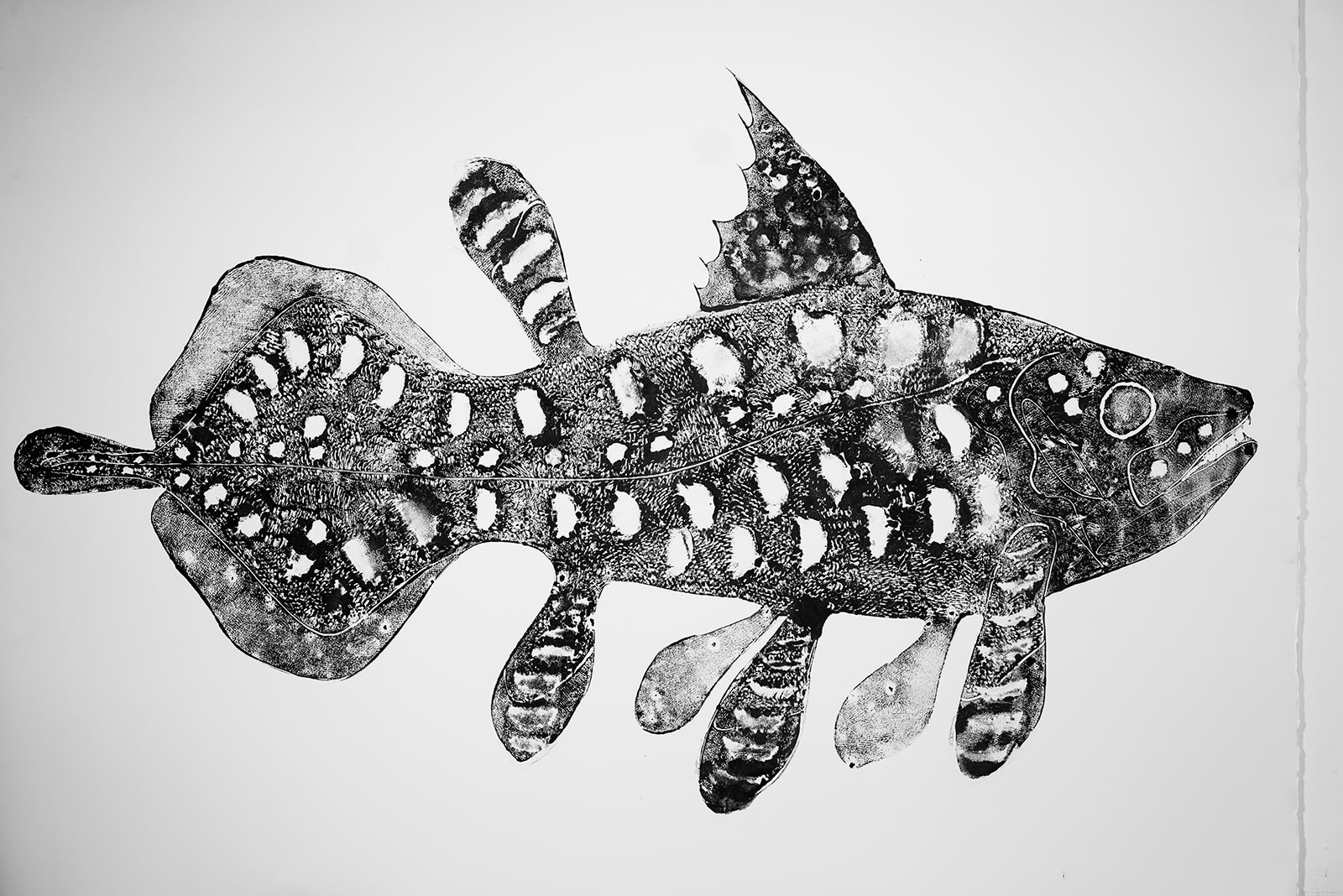Stuart Mackenzie RSA, Species Morphology / Coelacanth Evolution 1