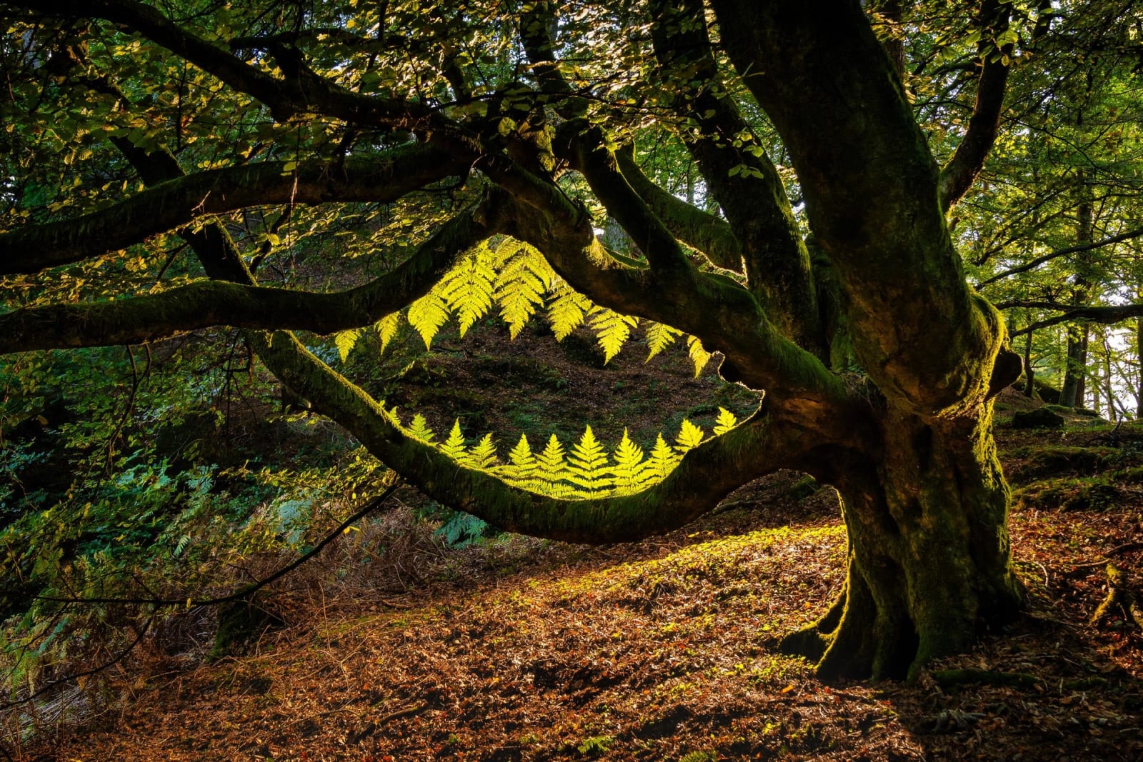 Laurence Winram, Things seen, Things unseen, 2023