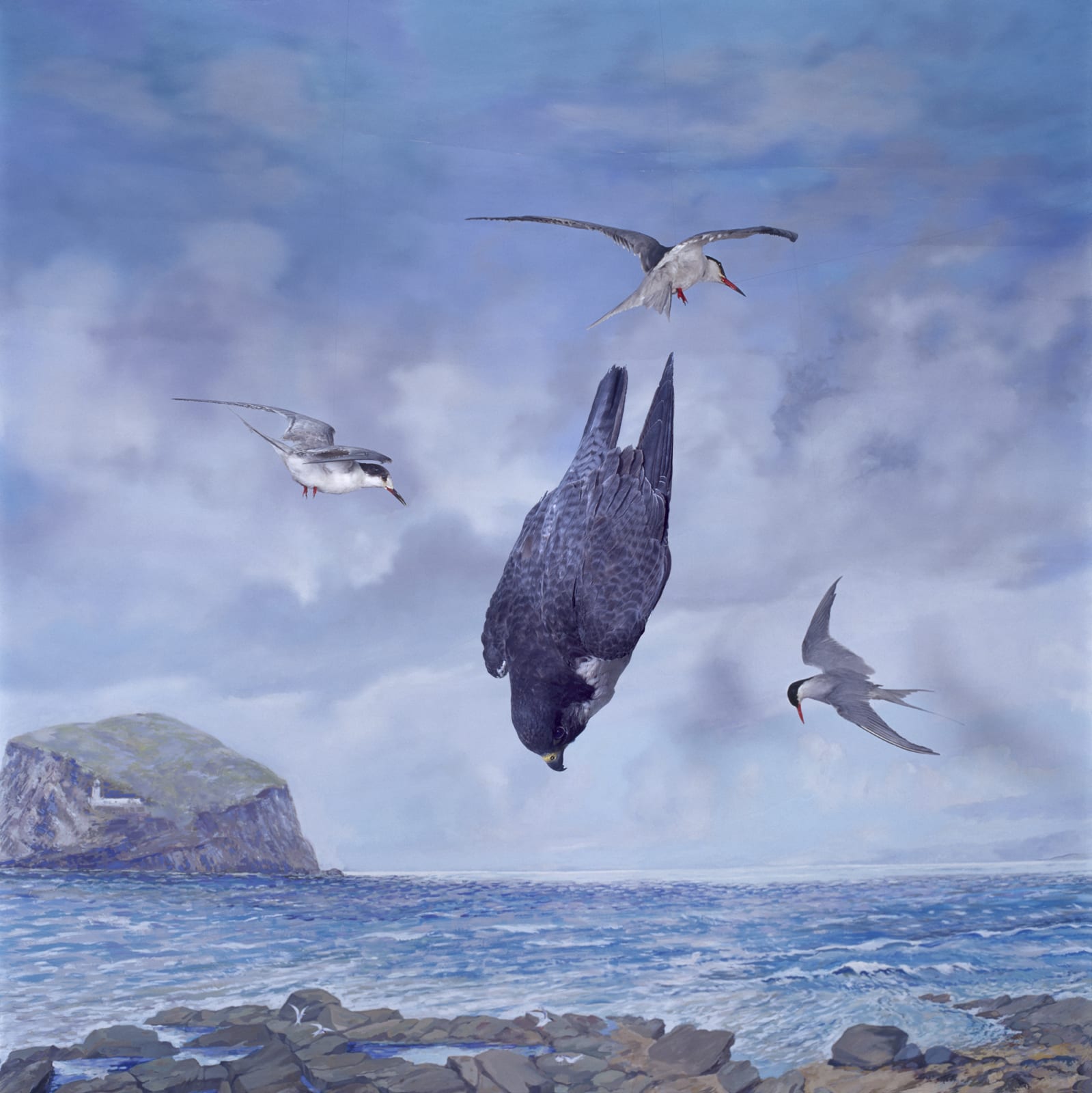 Wendy McMurdo RSA, Peregrine Falcon (Falco peregrinus)