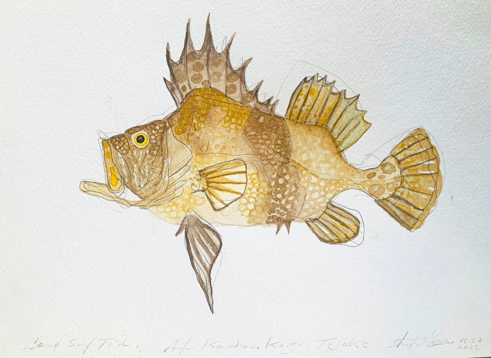 Stuart Mackenzie RSA, Species Morphology, after Kawahara Keiga (Tojoske) (1786-after 1859): Barred Soapfish