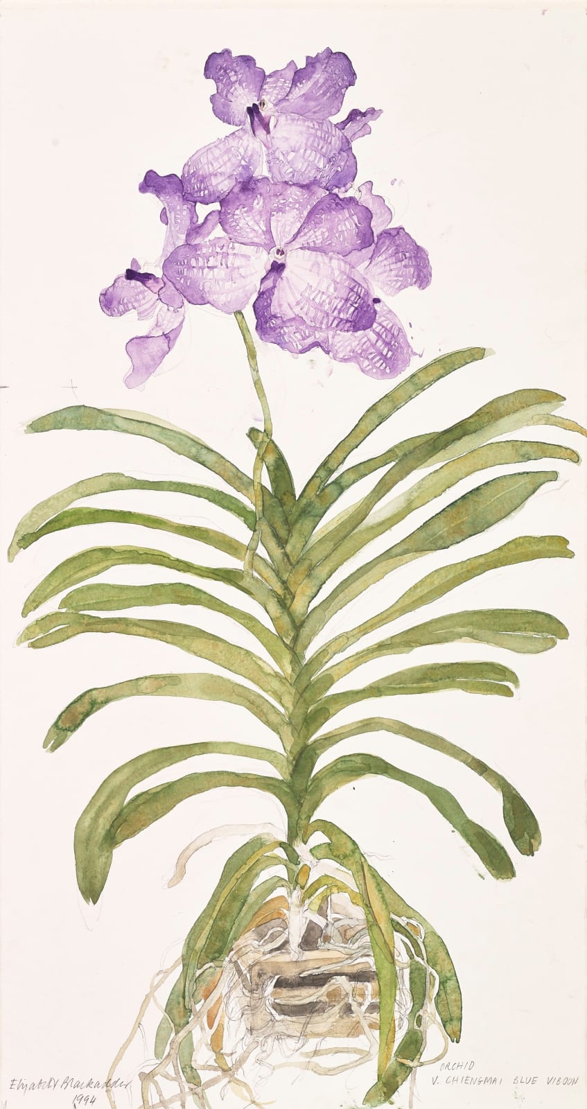 Elizabeth Blackadder RSA, Orchid V. Chiengmai Blue Viboon, 1994