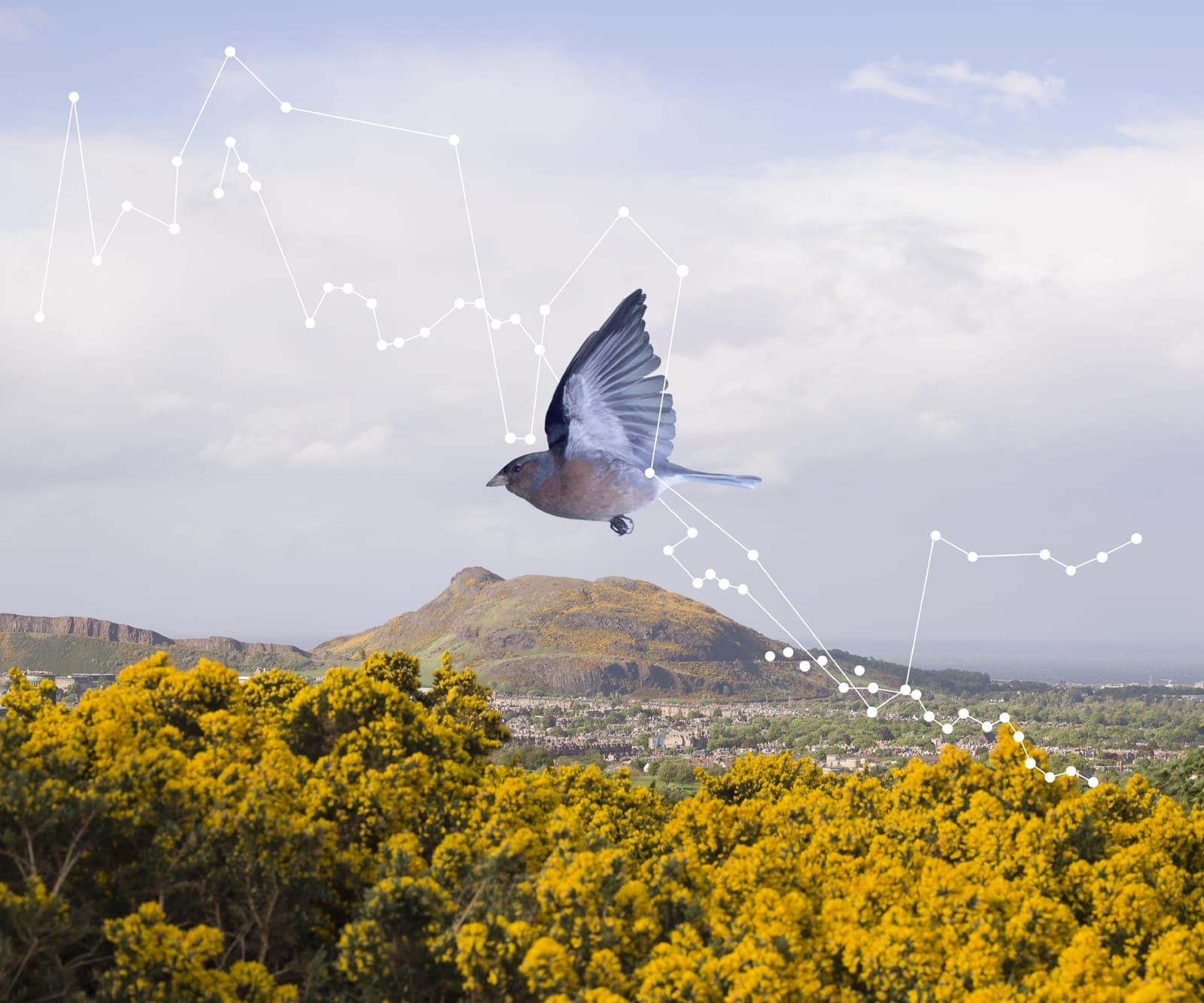 Wendy McMurdo RSA, Bird Populations (ii), 2020